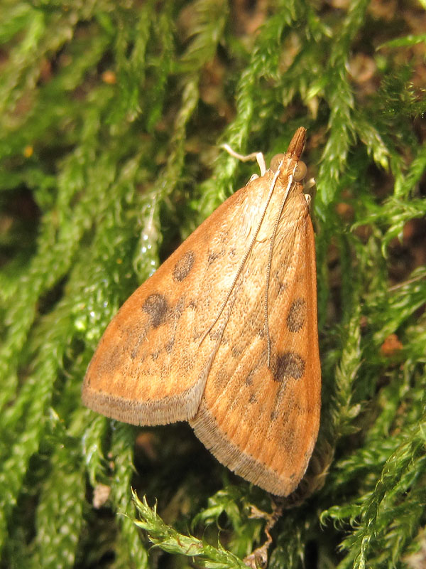 Tortricidae ?? No, Crambidae: Udea ferrugalis